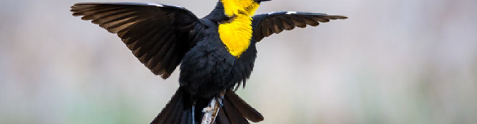 Yellow-headed black bird with its wings extended, vocalizing.